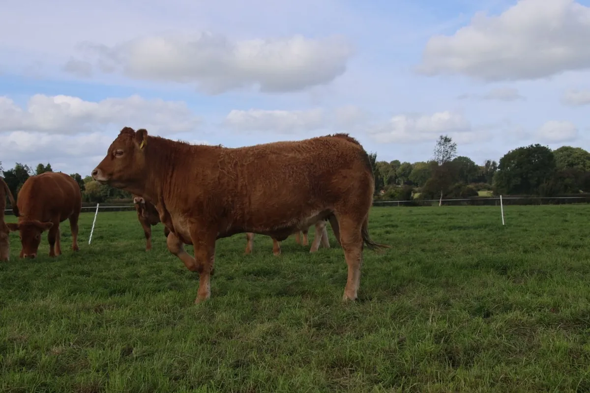 15 month old PBR Limousin Heifer - Image 3