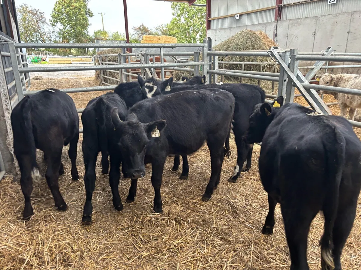 6 super 230 kg Angus weanling heifers - Image 3