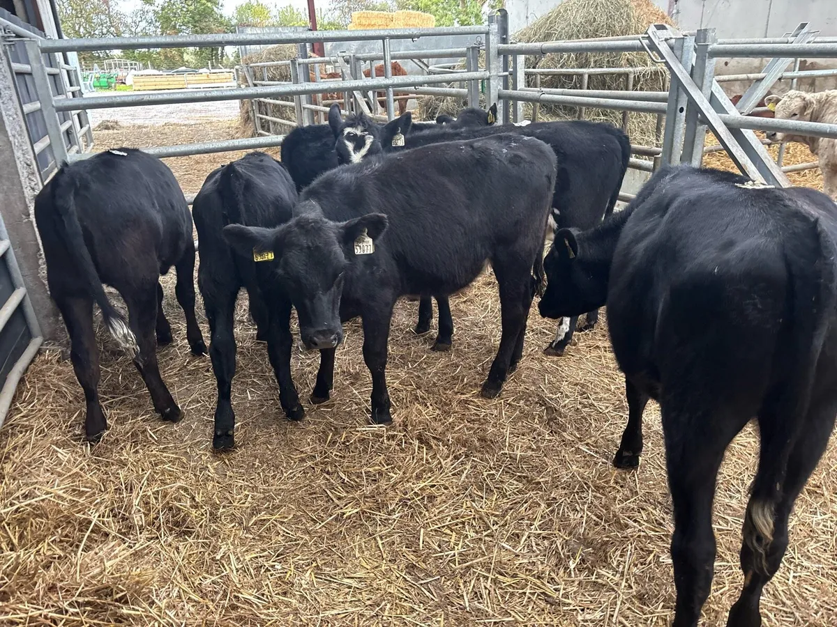 6 super 230 kg Angus weanling heifers - Image 4