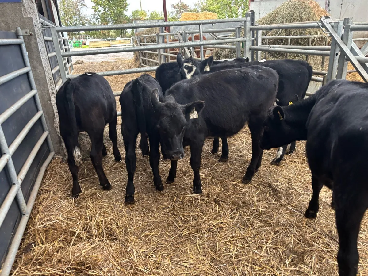 6 super 230 kg Angus weanling heifers - Image 1