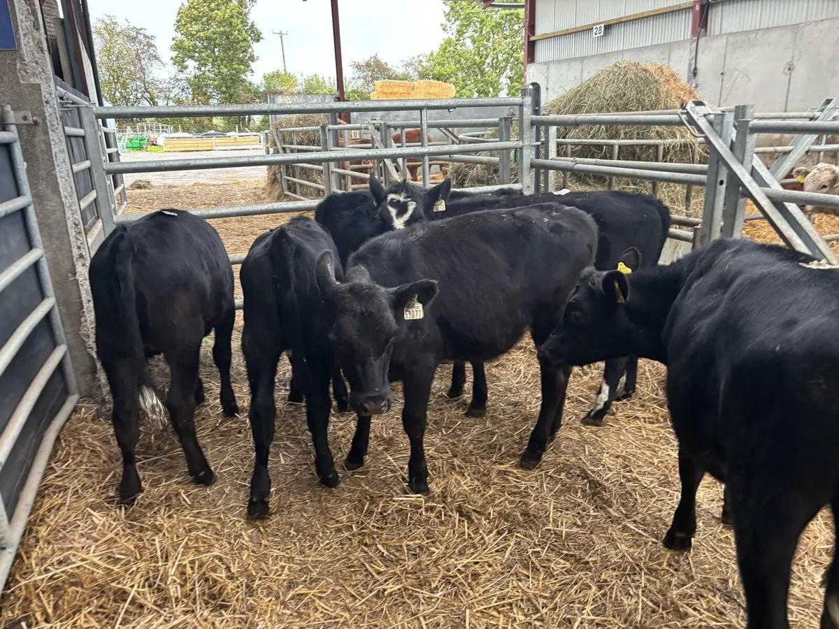 6 super 230 kg Angus weanling heifers - Image 2