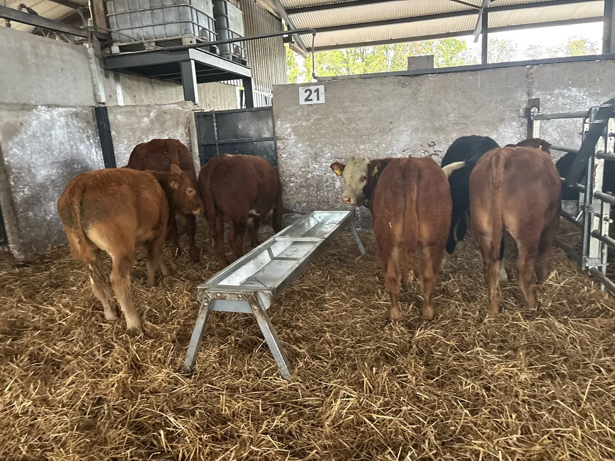5 super 300 kg limousin bulls - Image 1