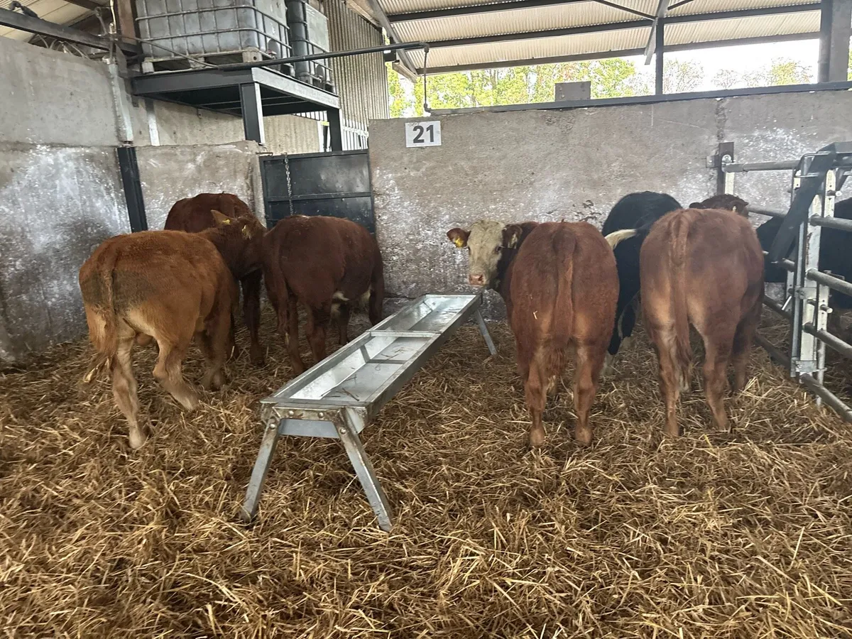 5 super 300 kg limousin bulls - Image 2