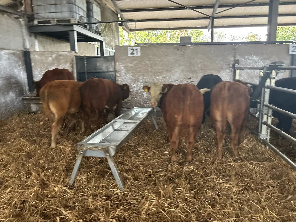 5 super 300 kg limousin bulls - Image 3