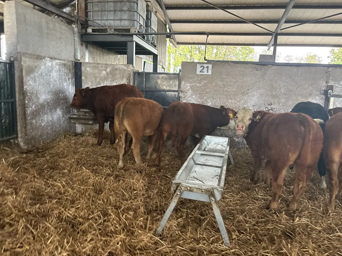 5 super 300 kg limousin bulls - Image 4