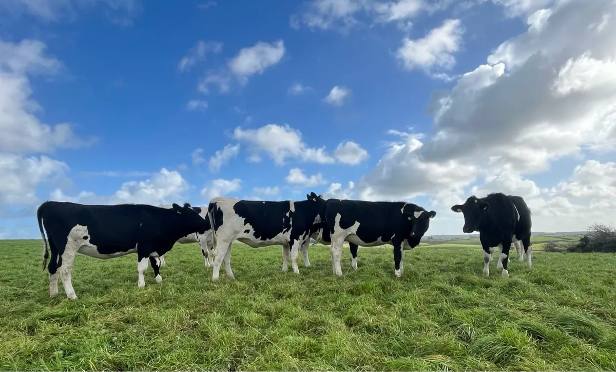 Clearance sale of incalf heifers/ spring calving - Image 1