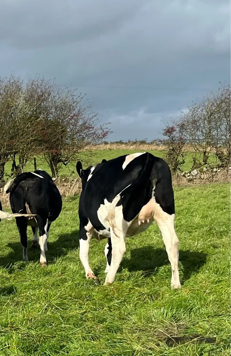 Clearance sale of incalf heifers/ spring calving - Image 2