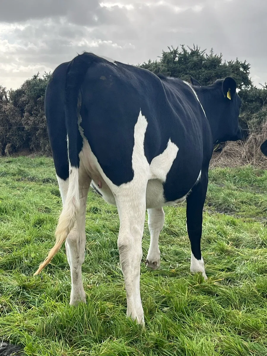 Clearance sale of incalf heifers/ spring calving - Image 3