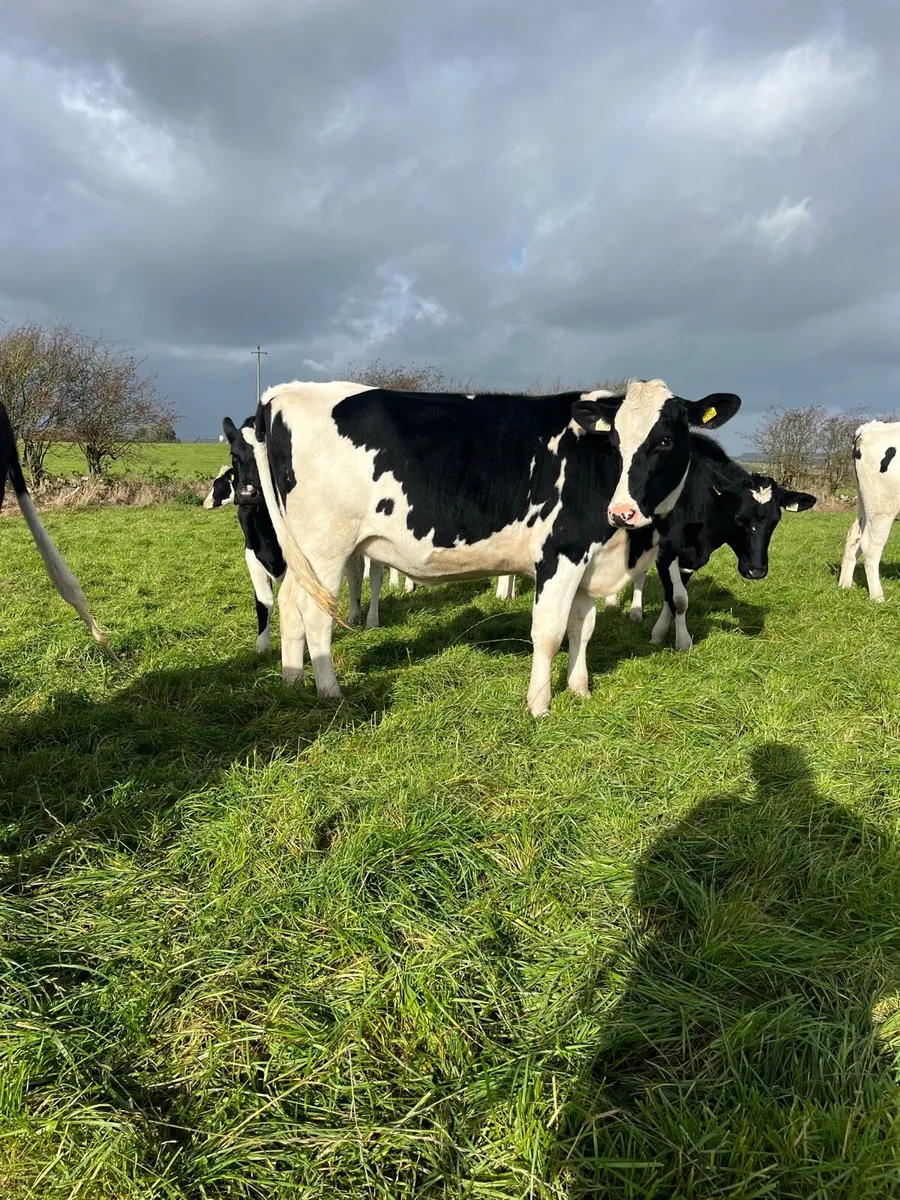 Clearance sale of incalf heifers/ spring calving - Image 4