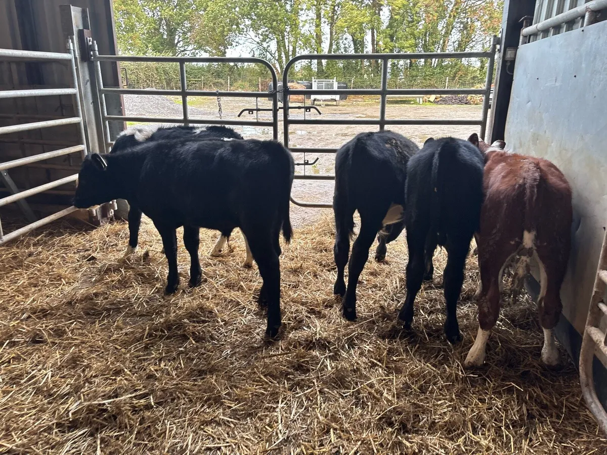 6 super Angus and Hereford bulls - Image 1
