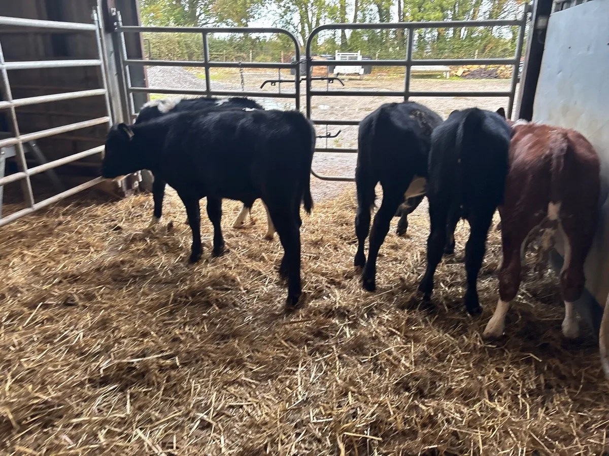 6 super Angus and Hereford bulls - Image 2