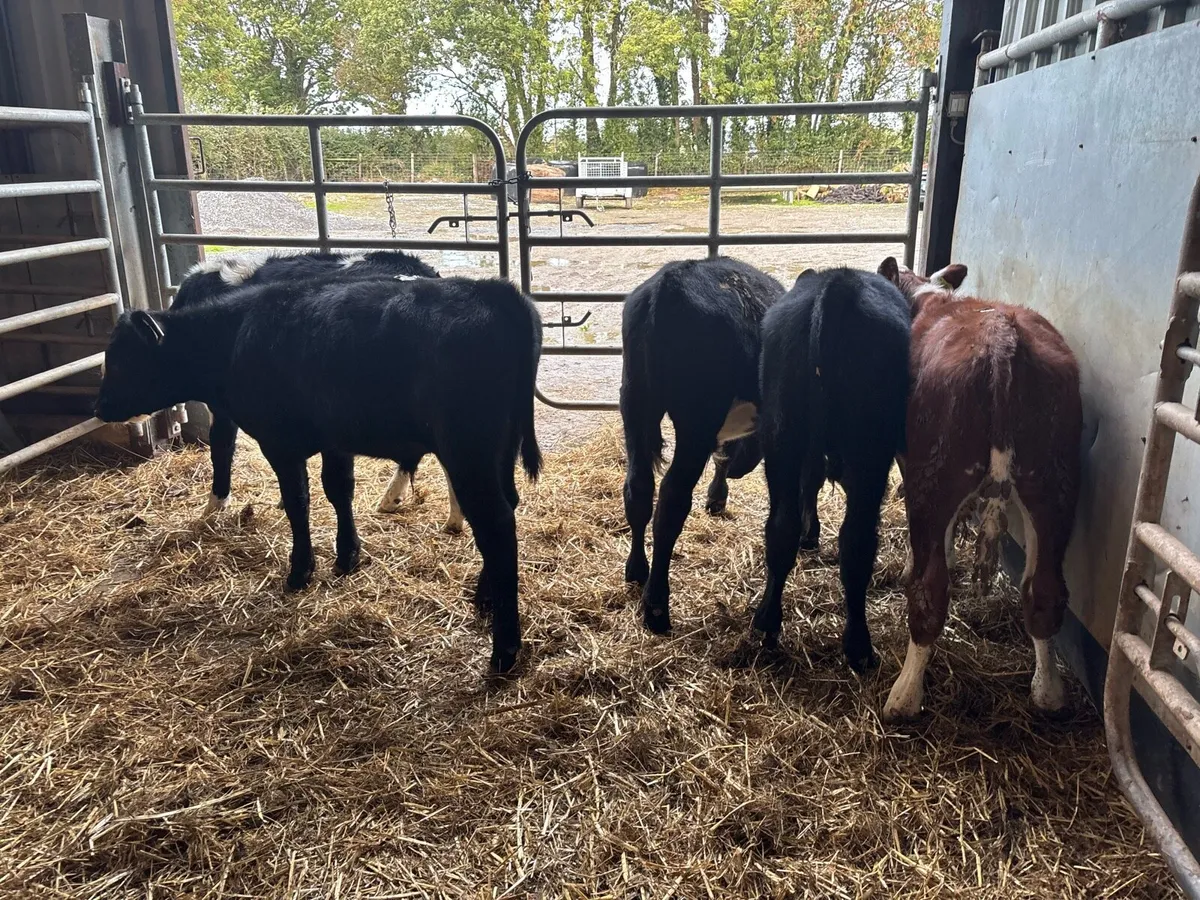 6 super Angus and Hereford bulls - Image 3