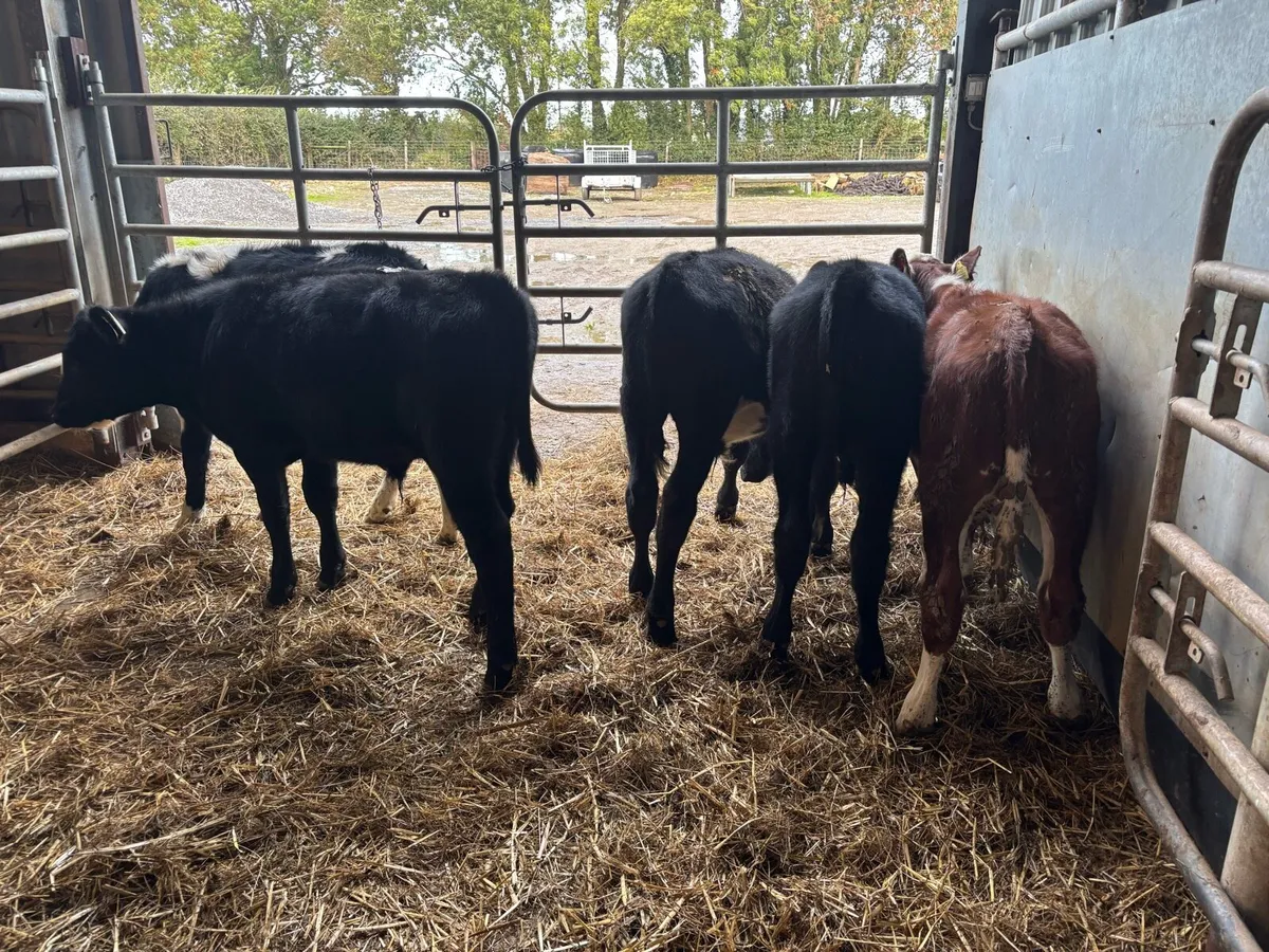 6 super Angus and Hereford bulls - Image 4