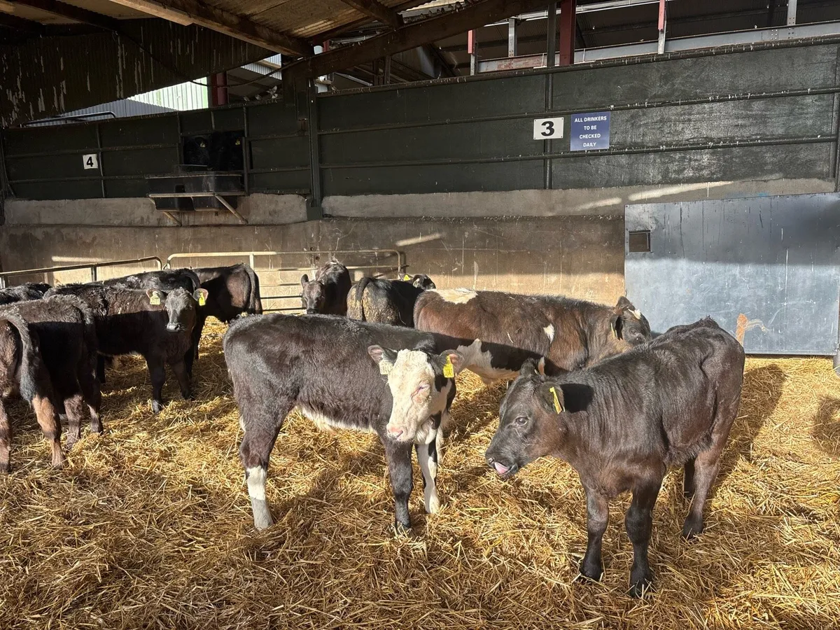 14 super Angus and Hereford reared bulls - Image 2