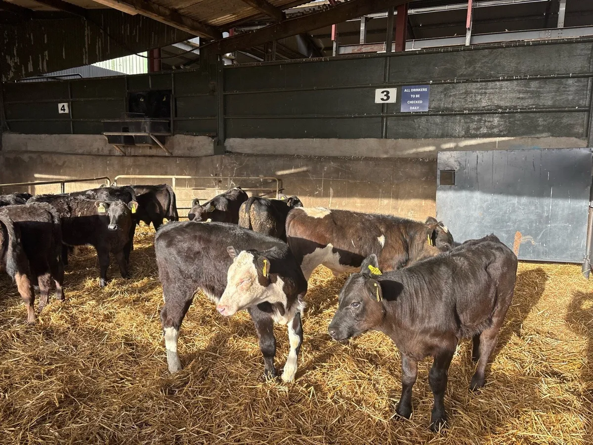 14 super Angus and Hereford reared bulls - Image 3