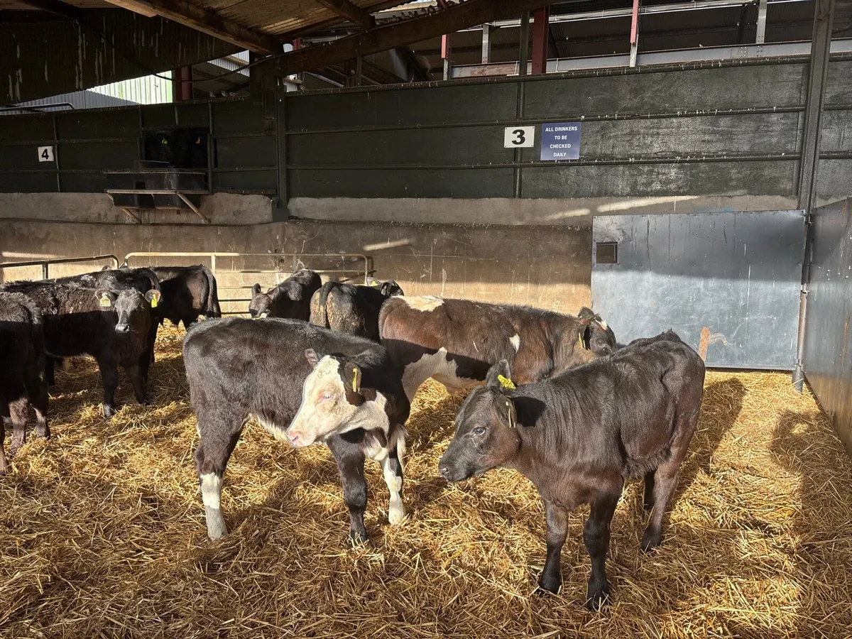 14 super Angus and Hereford reared bulls - Image 4