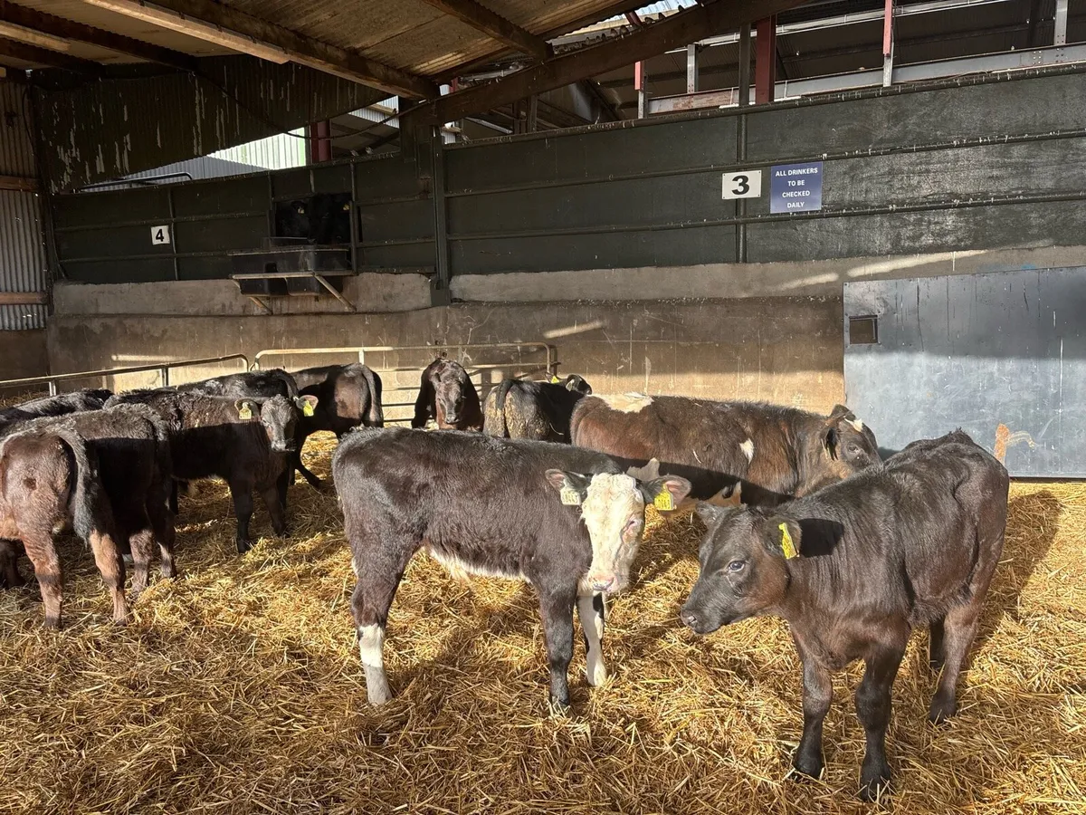 14 super Angus and Hereford reared bulls - Image 1