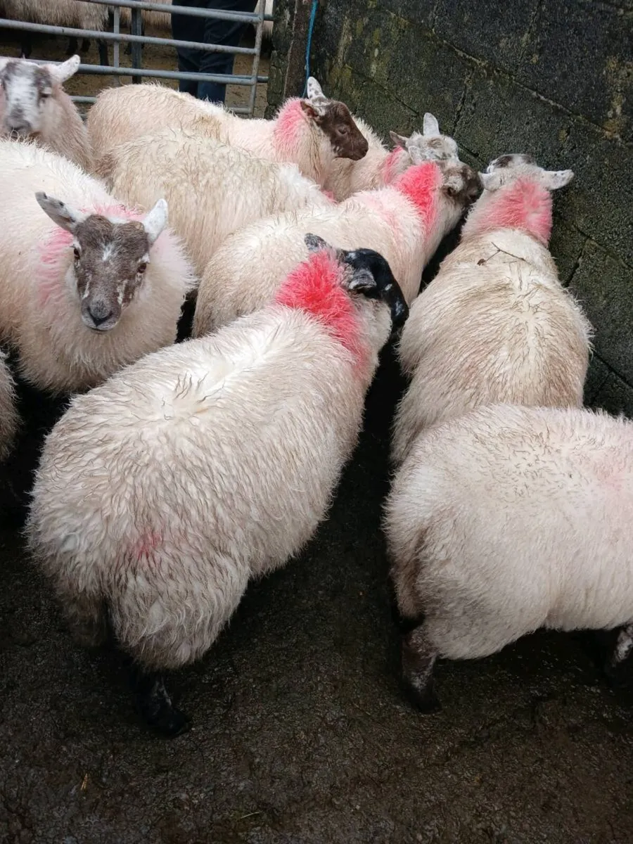 Sheep - Image 2