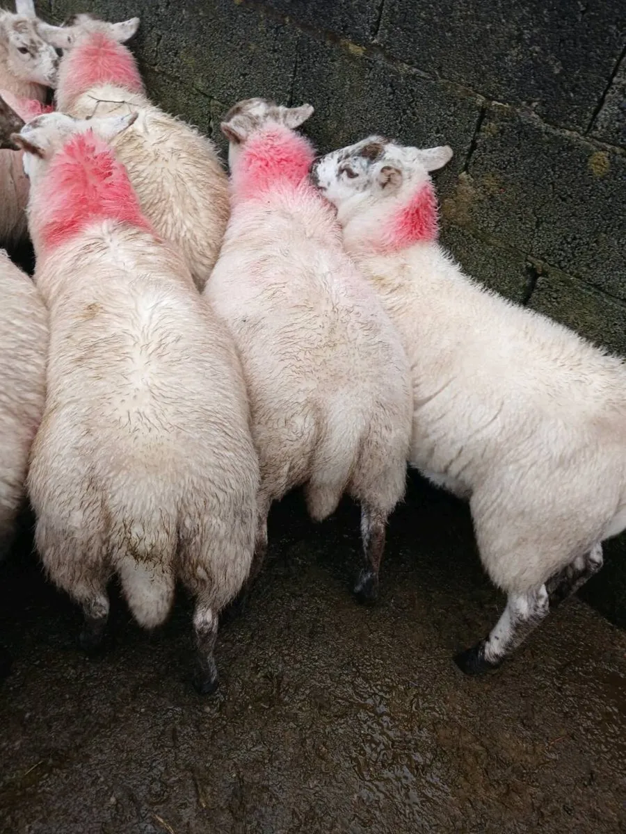 Sheep - Image 3