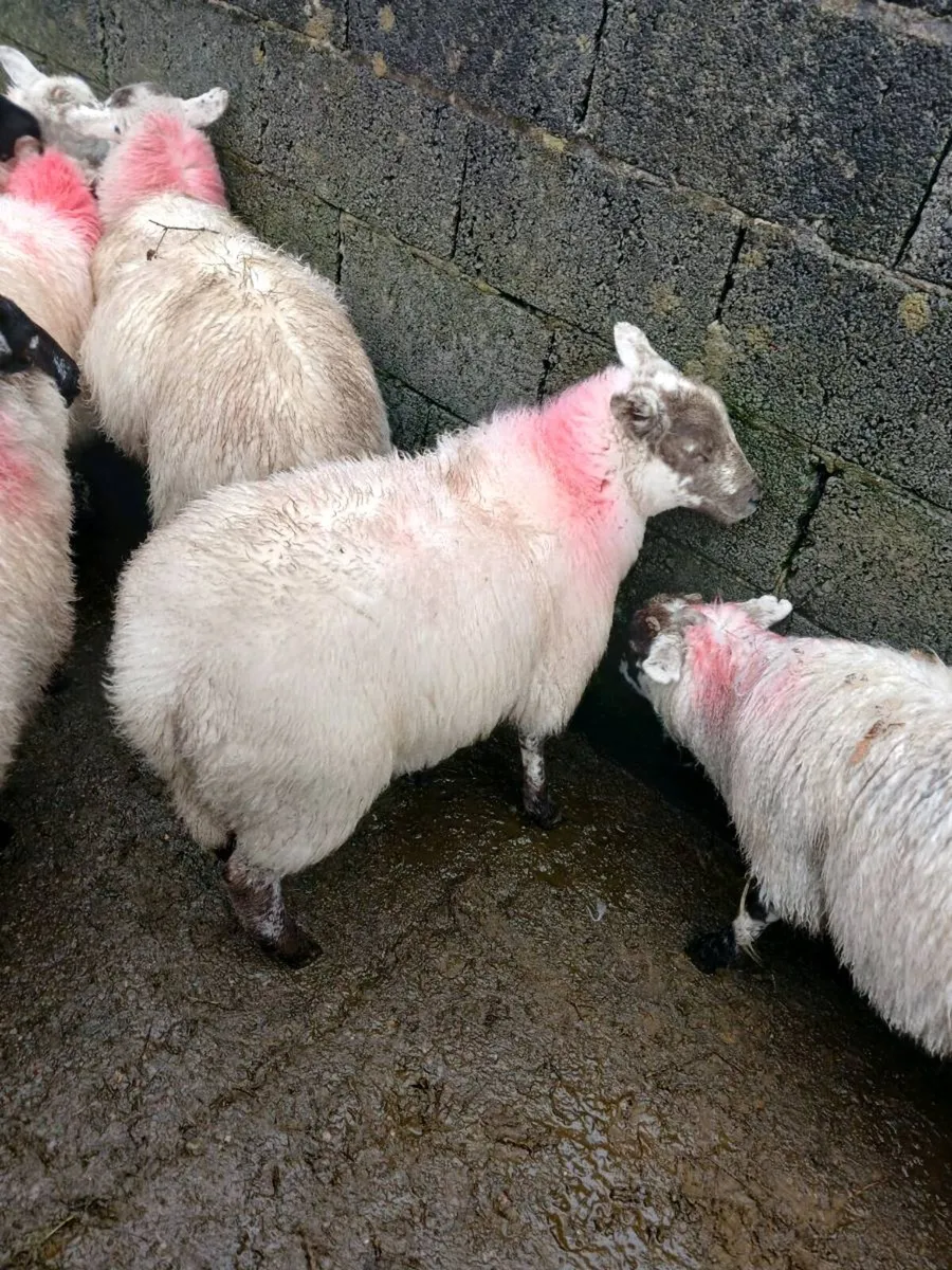 Sheep - Image 4
