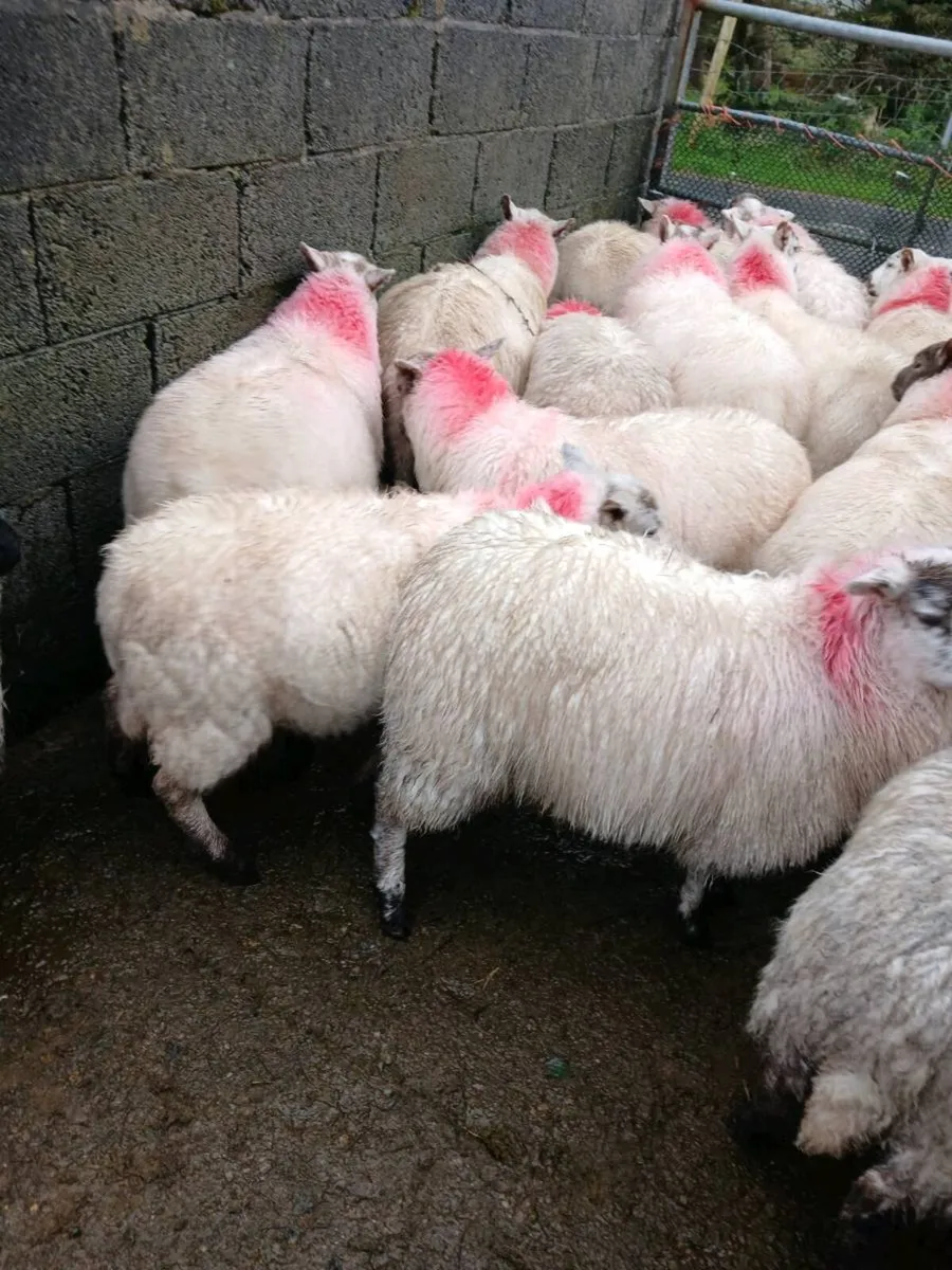Sheep - Image 1