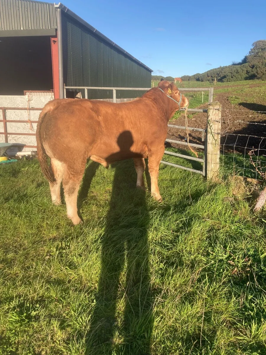 PBR Limousin Bull for Sale - Image 1