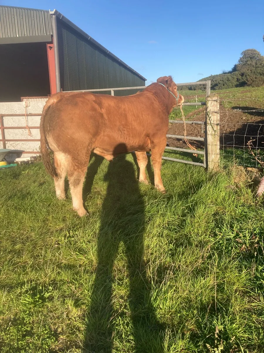 PBR Limousin Bull for Sale - Image 2