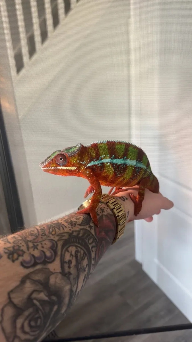 Various reptiles - Image 1