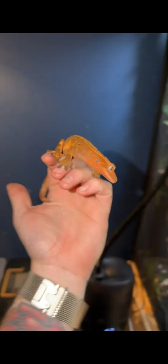Crested gecko & hermanns tortoise - Image 2