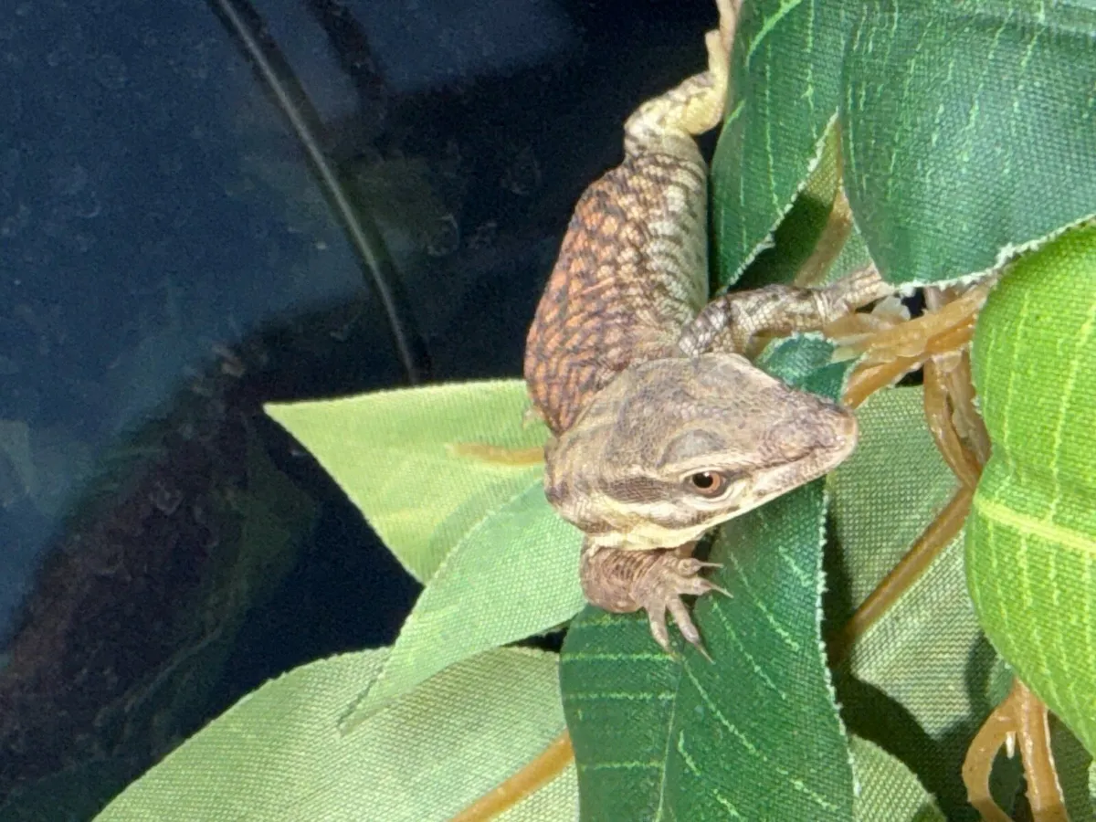 Various reptiles - Image 2