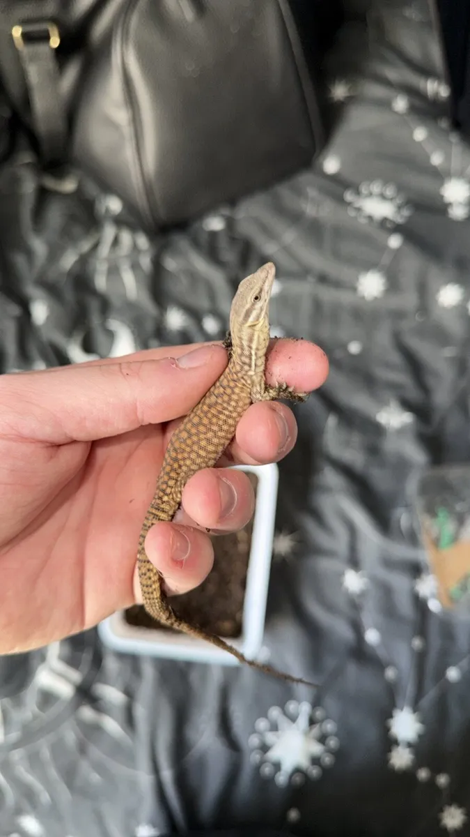 Various reptiles - Image 3