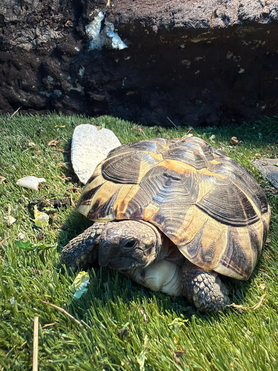 Various reptiles - Image 4