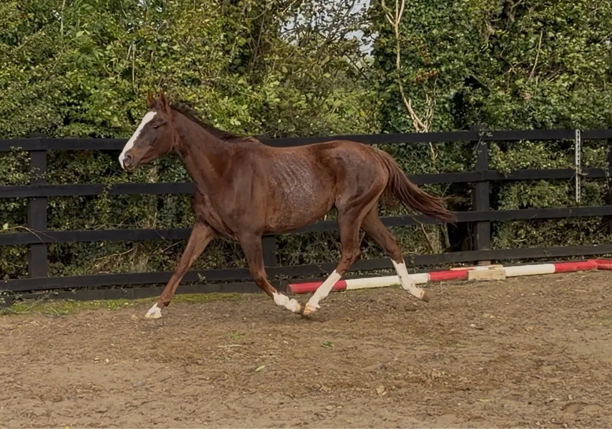 4yo ISH Mare Unbroken - Image 4