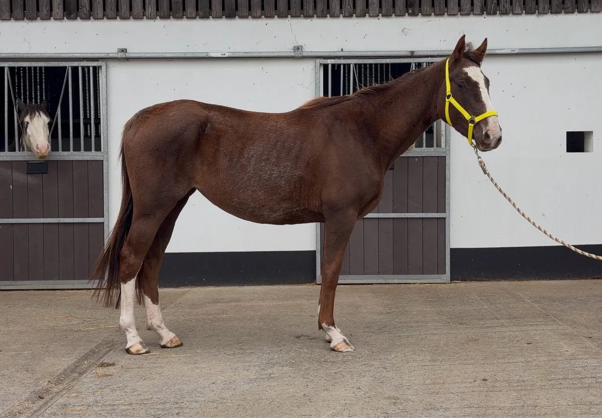 4yo ISH Mare Unbroken - Image 1