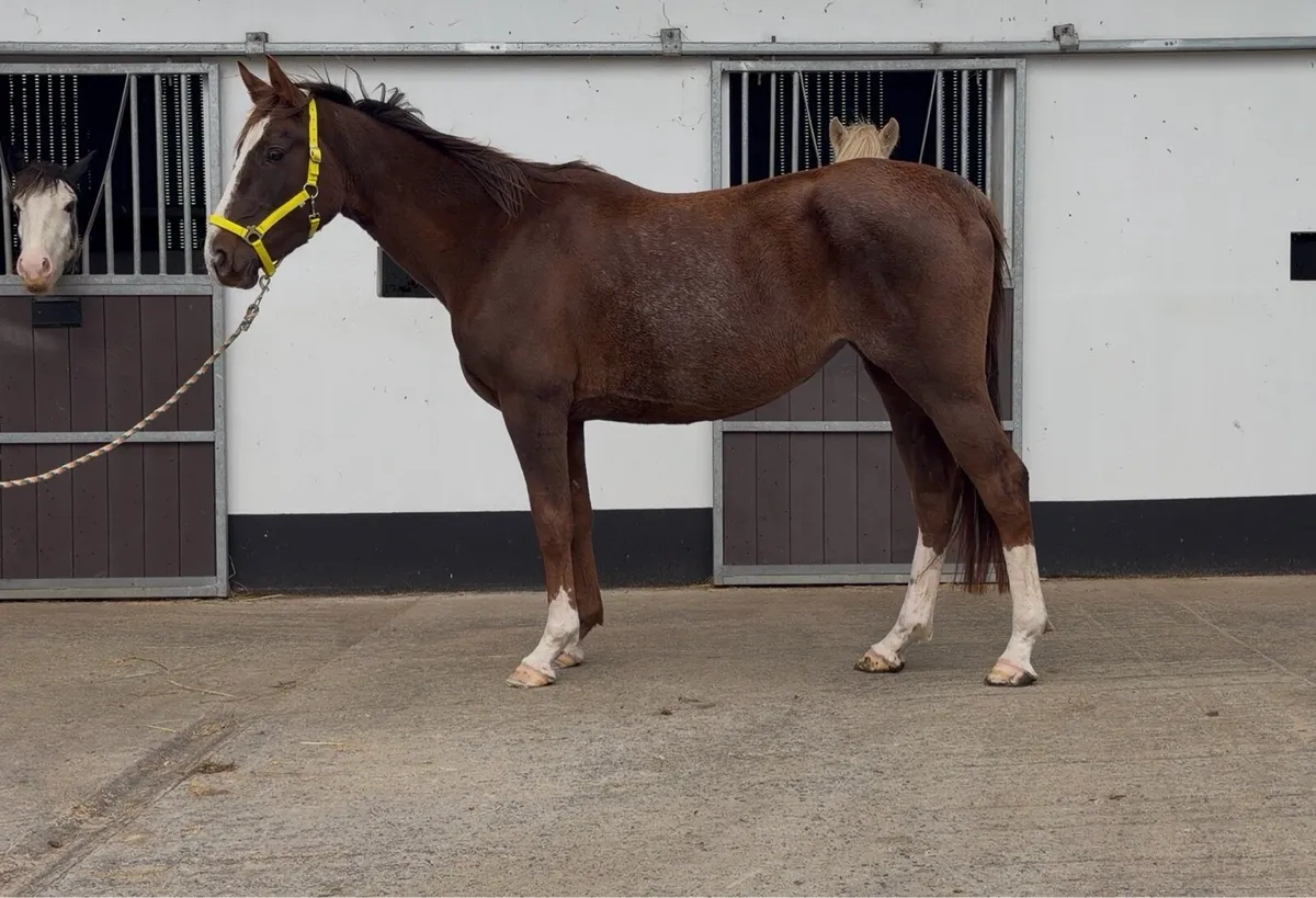 4yo ISH Mare Unbroken - Image 2