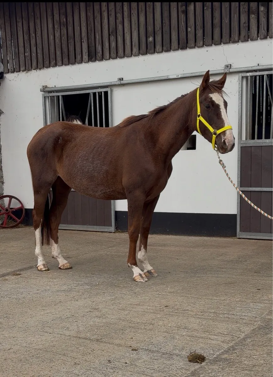 4yo ISH Mare Unbroken - Image 3