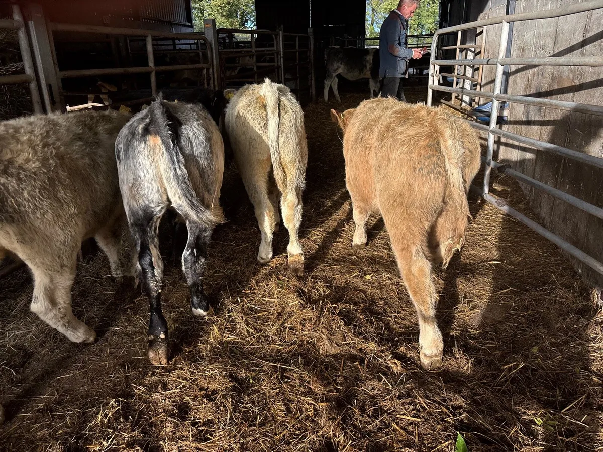 4 super charlaois bull weanlings - Image 2