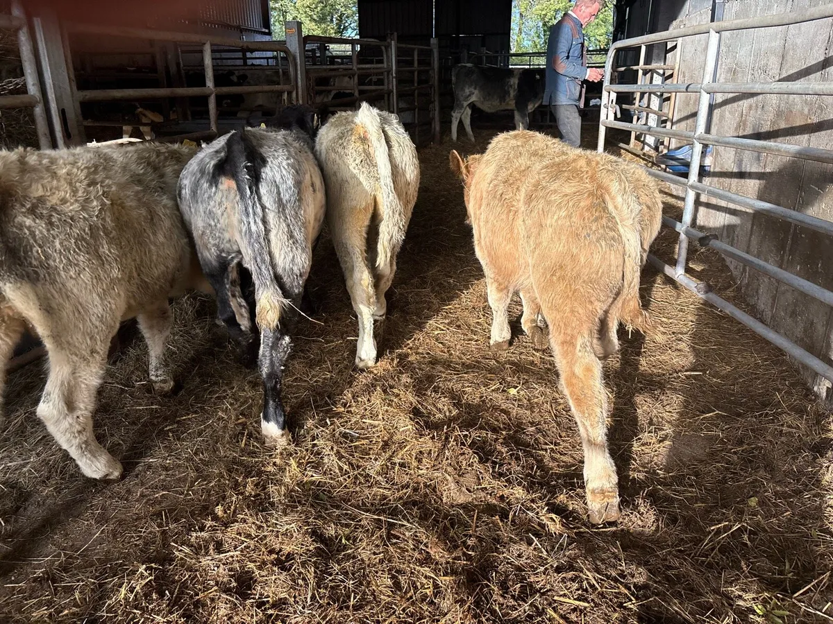 4 super charlaois bull weanlings - Image 3