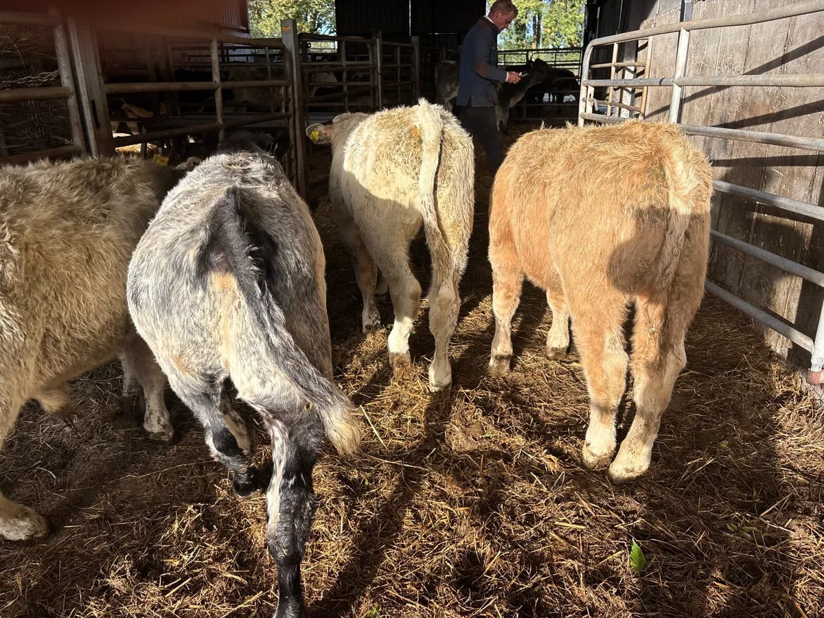 4 super charlaois bull weanlings - Image 4
