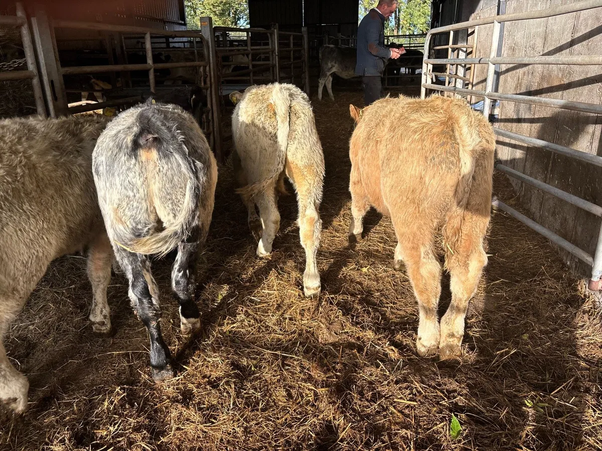4 super charlaois bull weanlings - Image 1