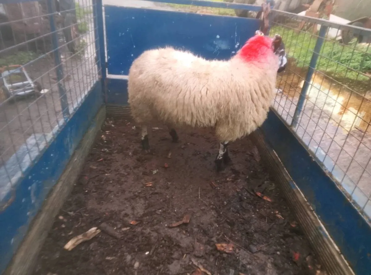 Tip ram lamb - Image 1