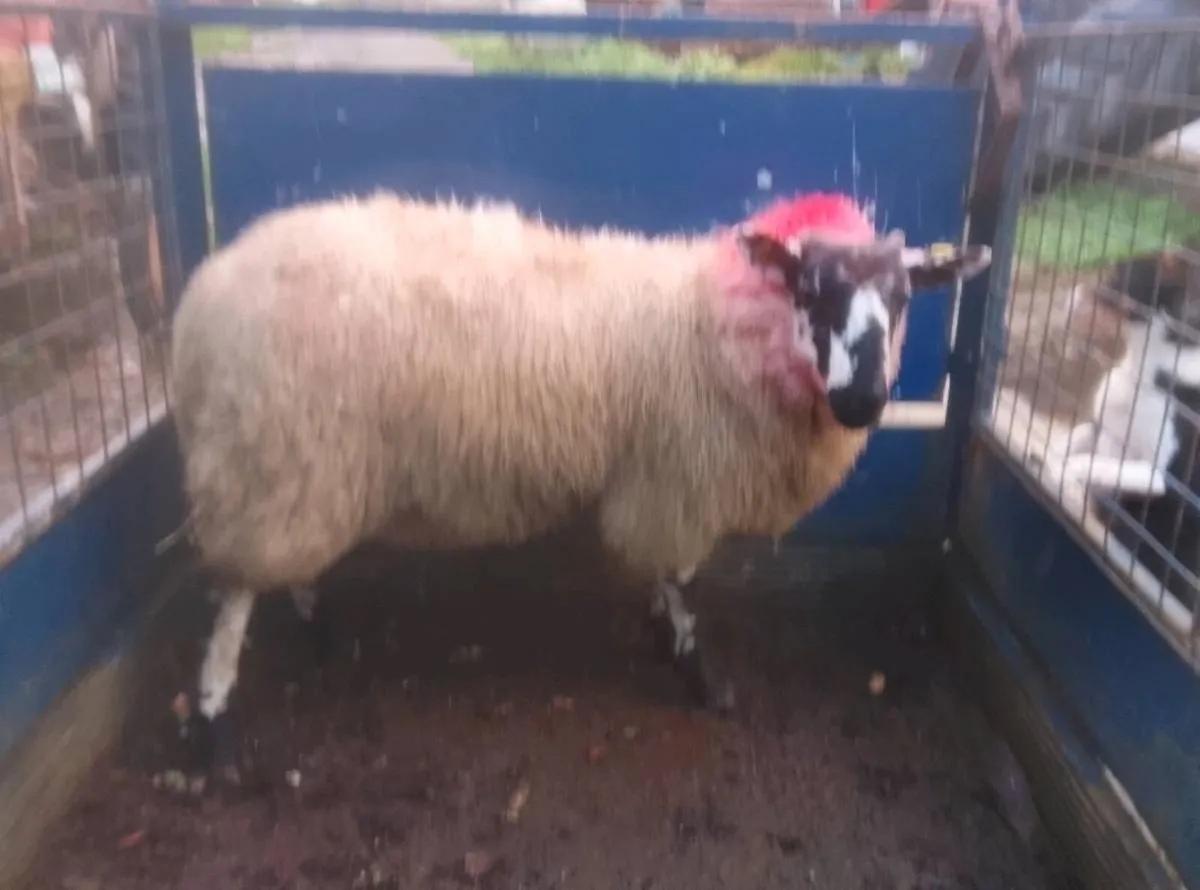 Tip ram lamb - Image 2