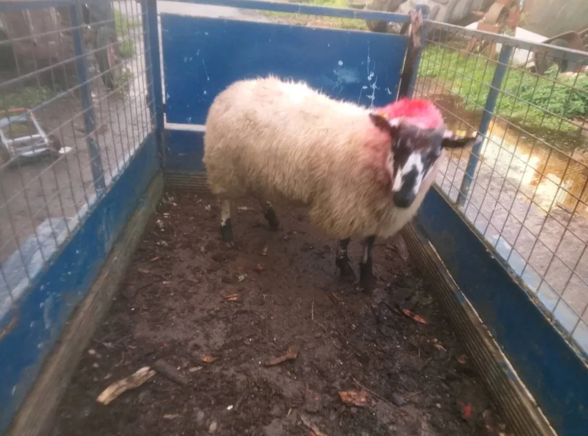 Tip ram lamb - Image 3
