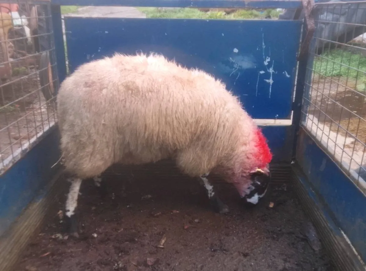 Tip ram lamb - Image 4