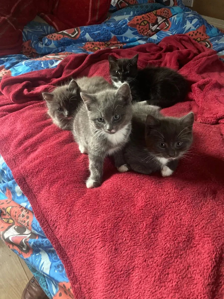 Kittens - Image 1