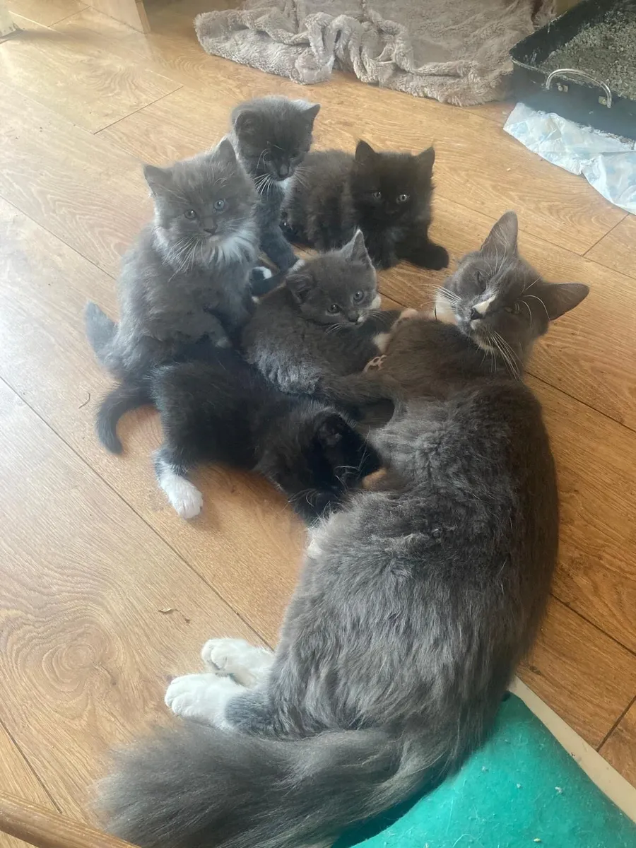 Kittens - Image 2