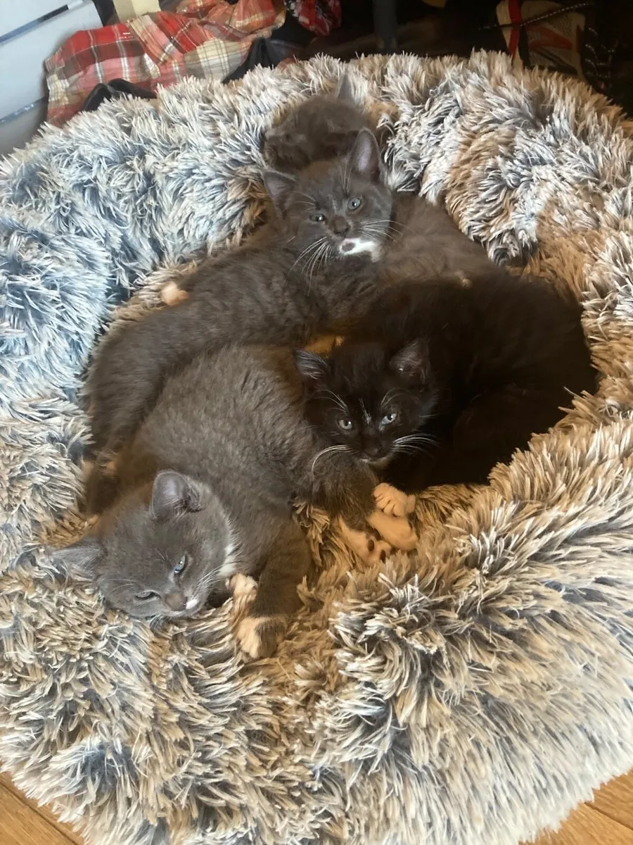 Kittens - Image 4