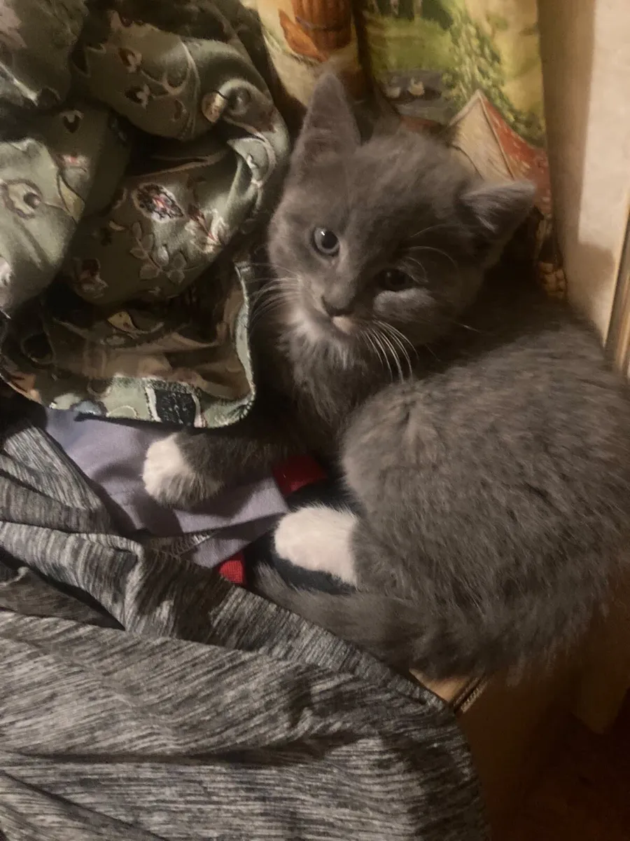 Kittens - Image 3