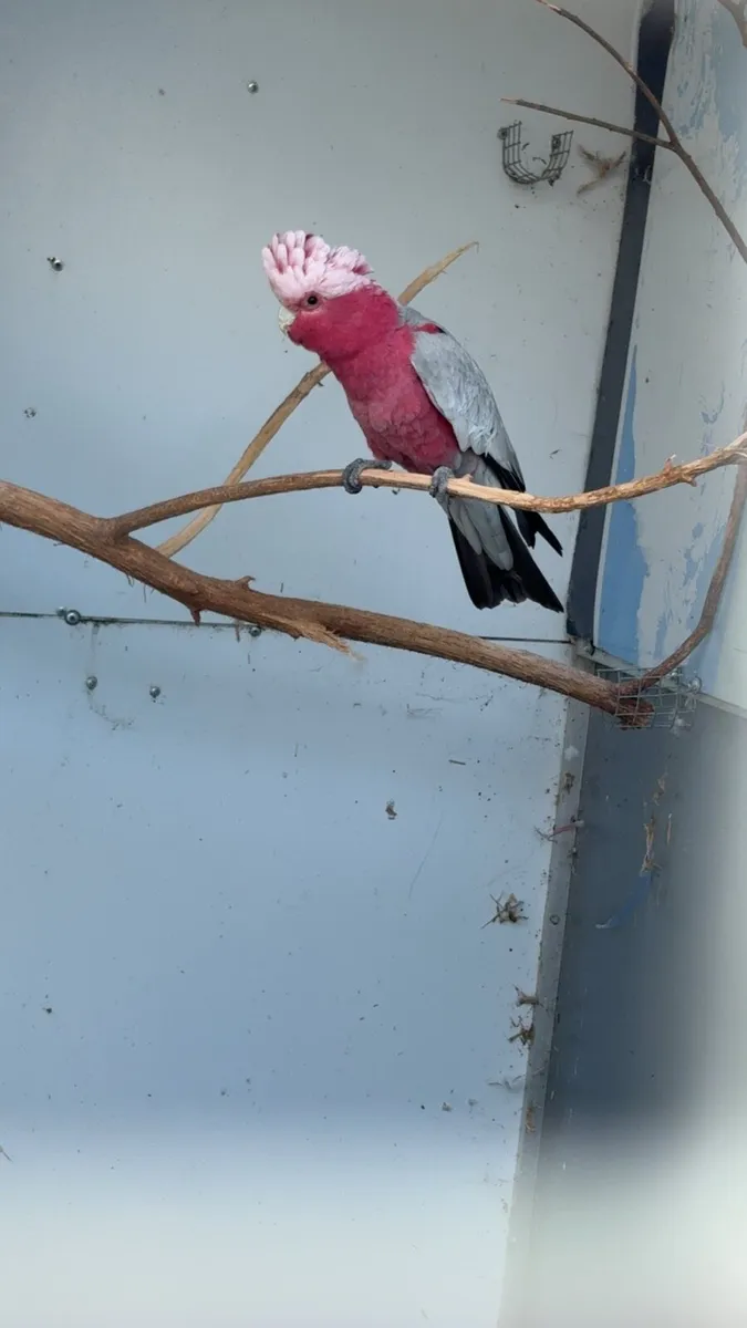 Male galah - Image 2