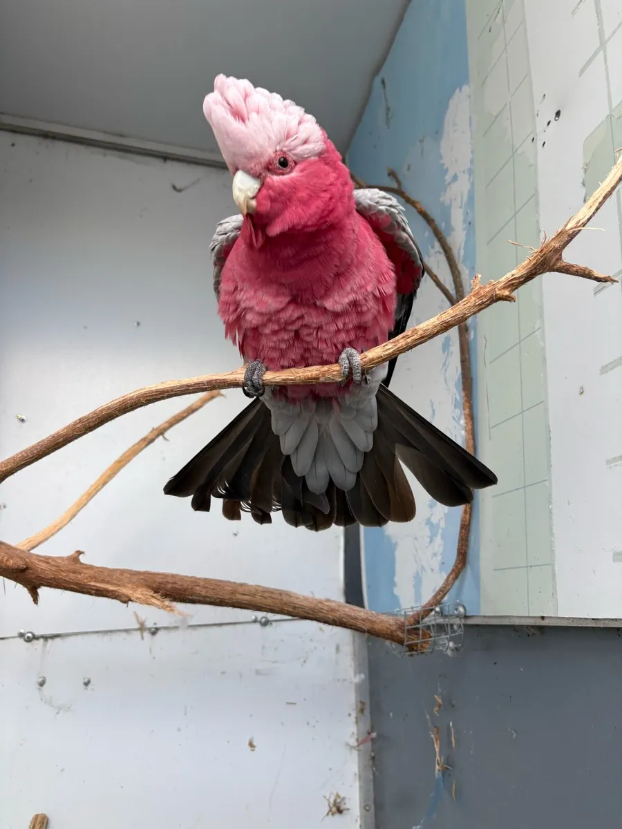 Male galah - Image 1